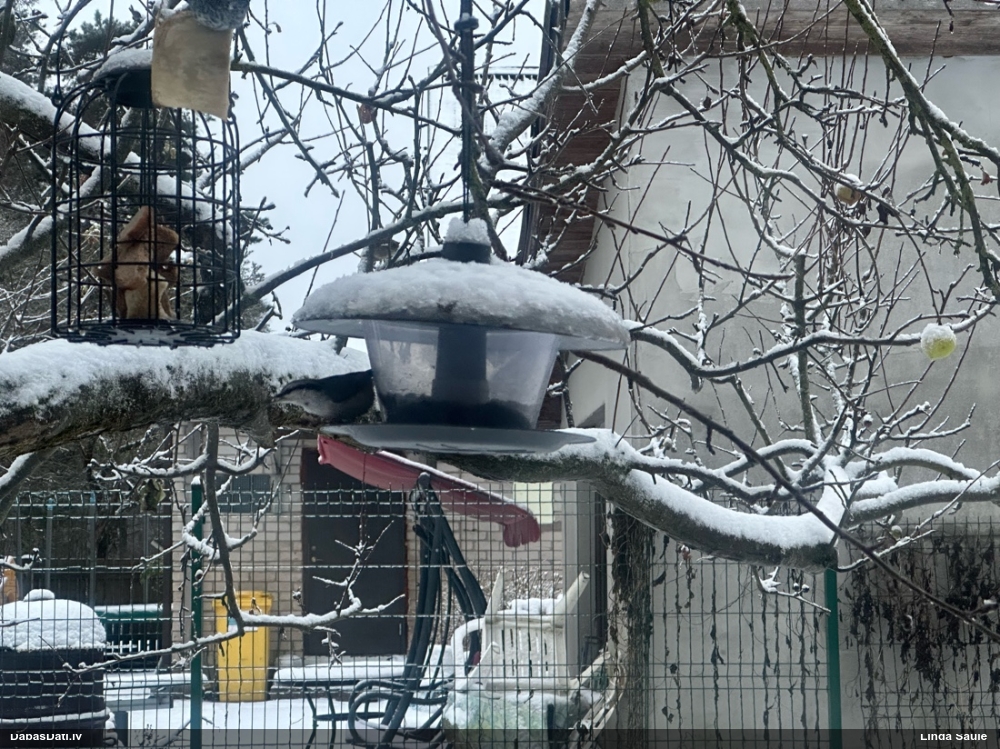 поползень