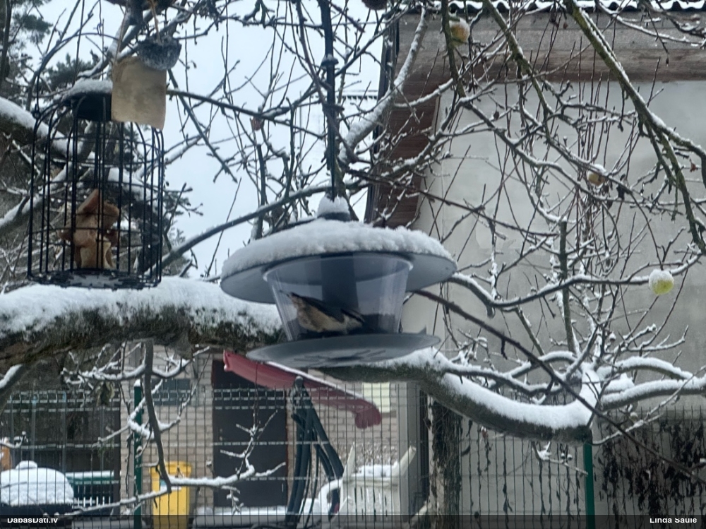 поползень