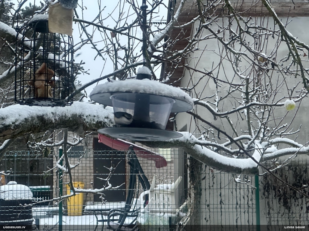 поползень