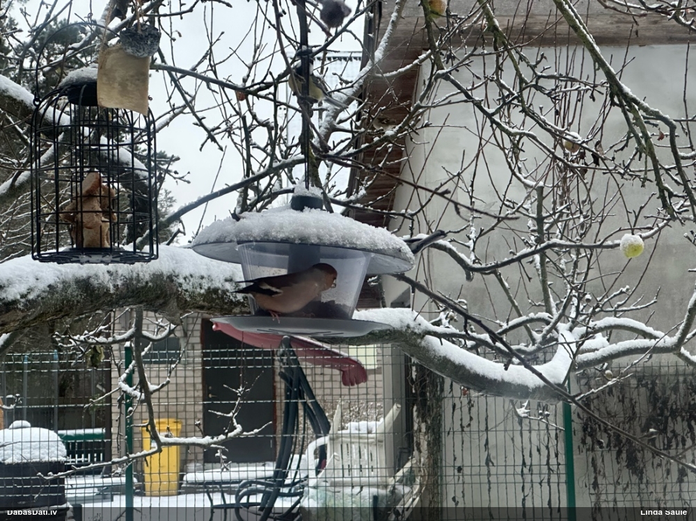 дубонос