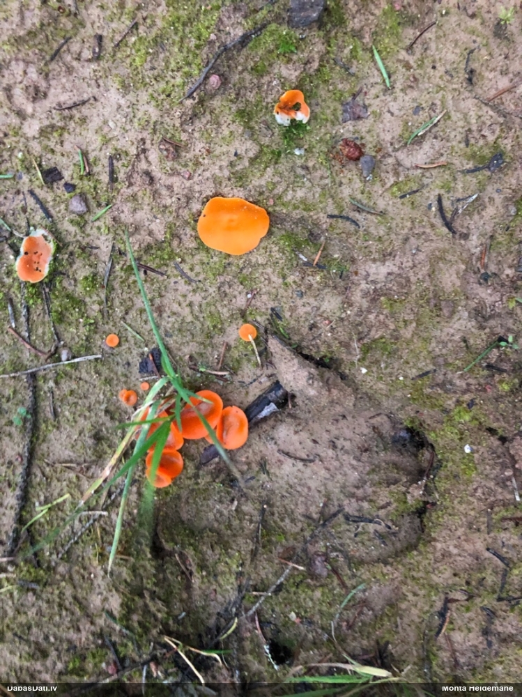 Zeltainā aleirija (oranžā spulgaine)