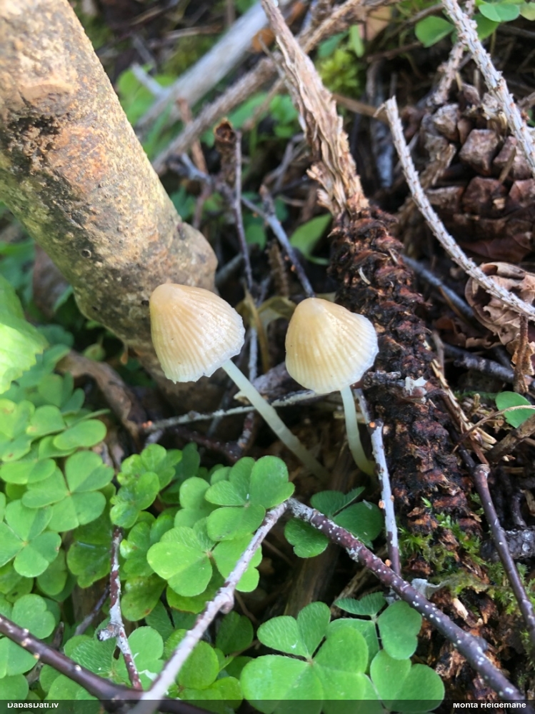 Sēntiņa (nenoteikta)
