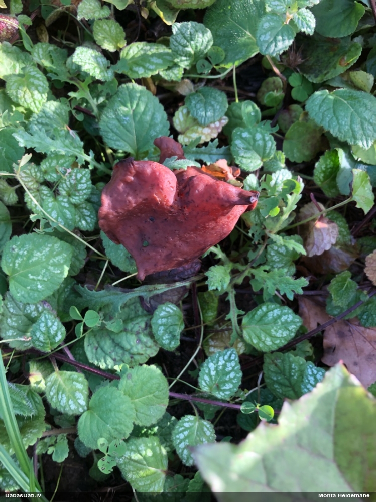 Rudens bisīte