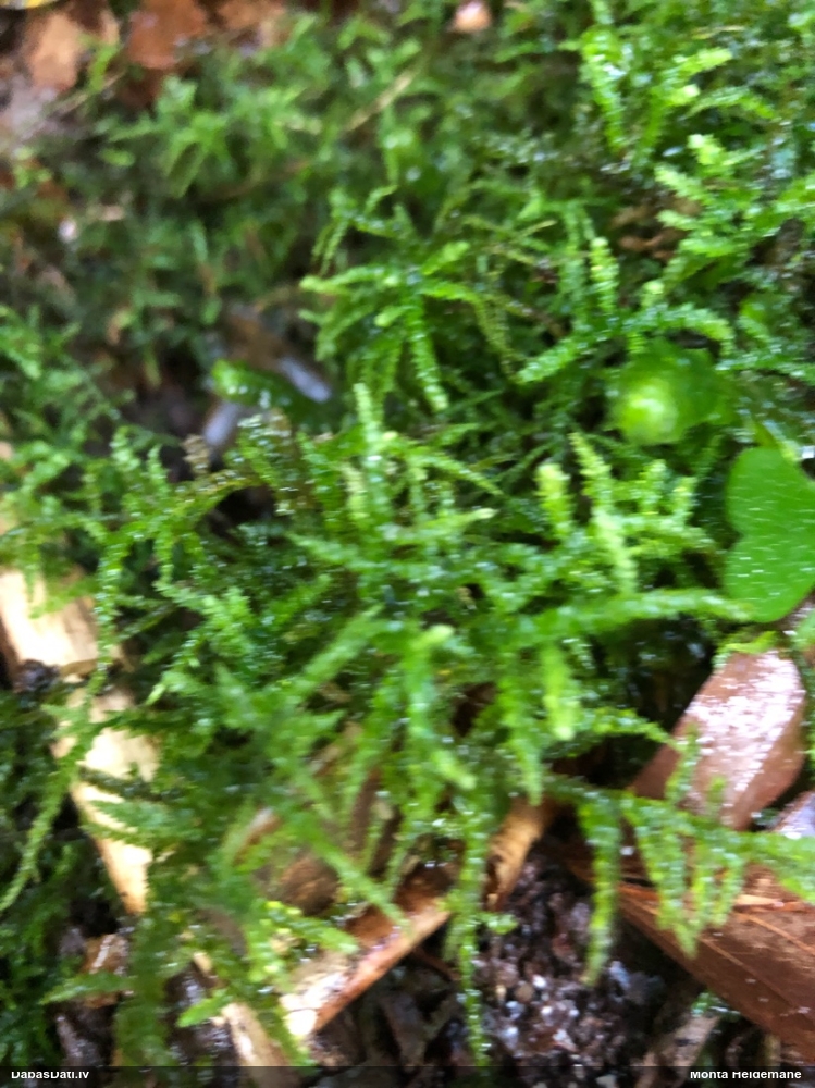 Platlapu knābīte