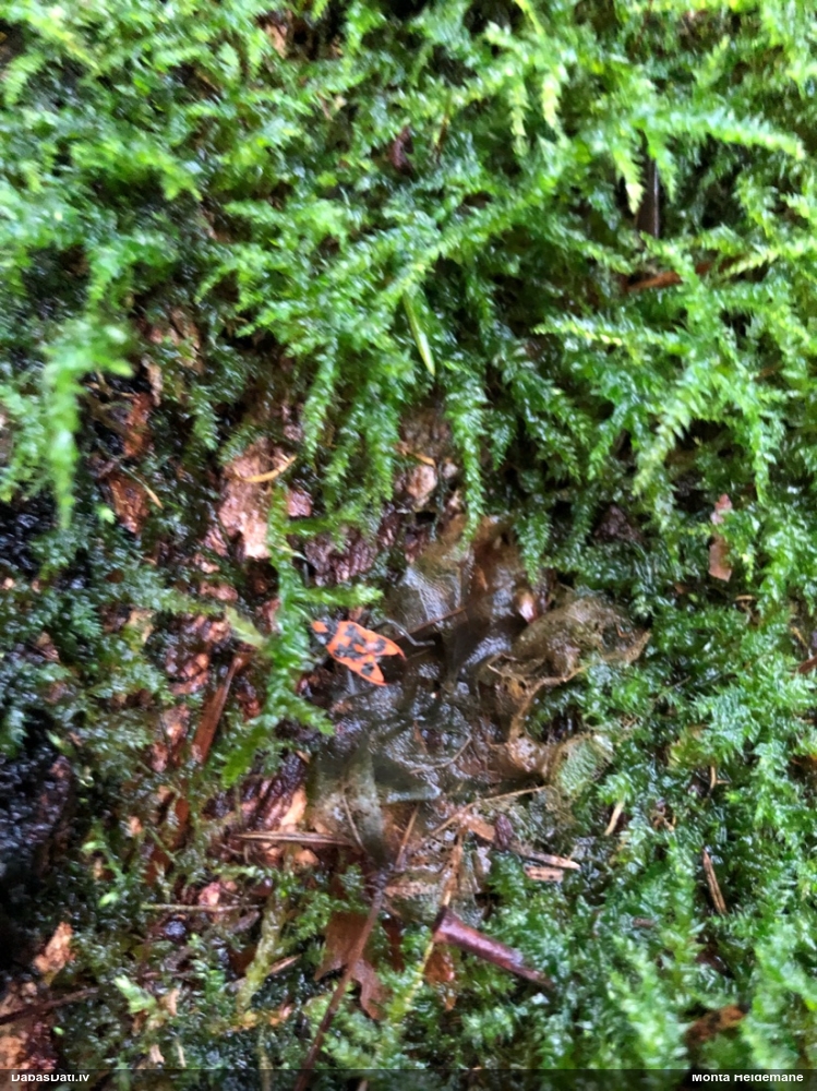 Krāšņblakts Corizus hyoscyami