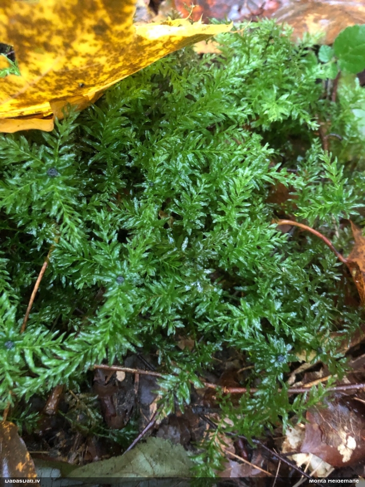 Viļņainā skrajlape