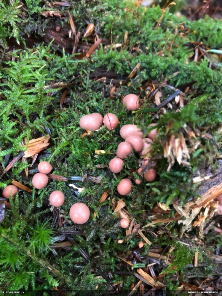 Vilkpienaine (nenoteikta)