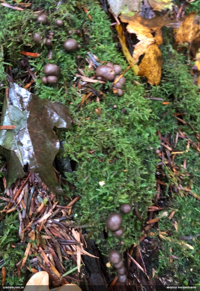 Vilkpienaine (nenoteikta)