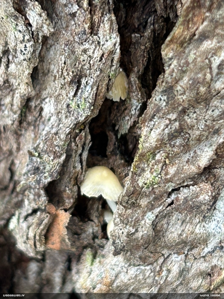 Sēntiņa (nenoteikta)