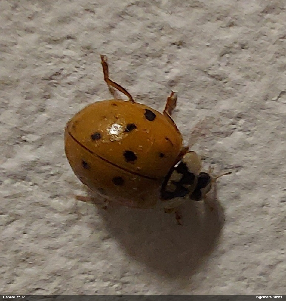 Daudzveidīgā mārīte