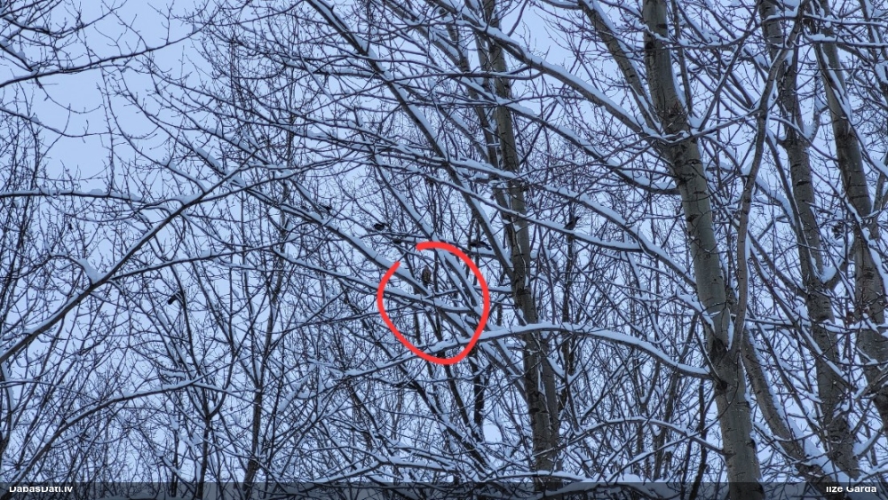 тетеревятник