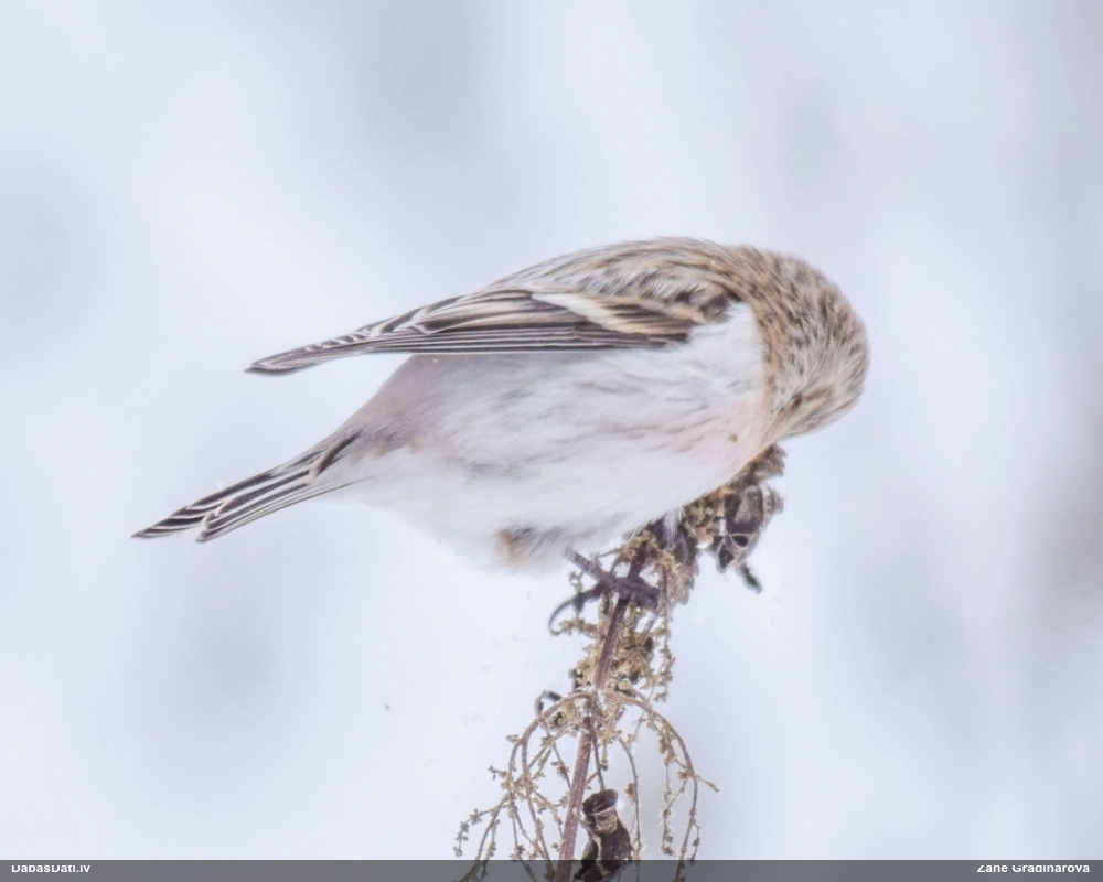 Arctic Redpoll