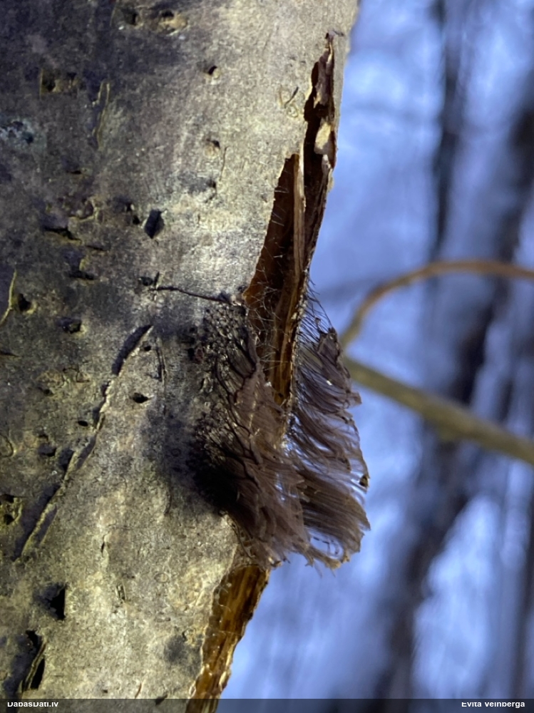 Vālenīte (šokolādes gļotsēne) (nenoteikta)