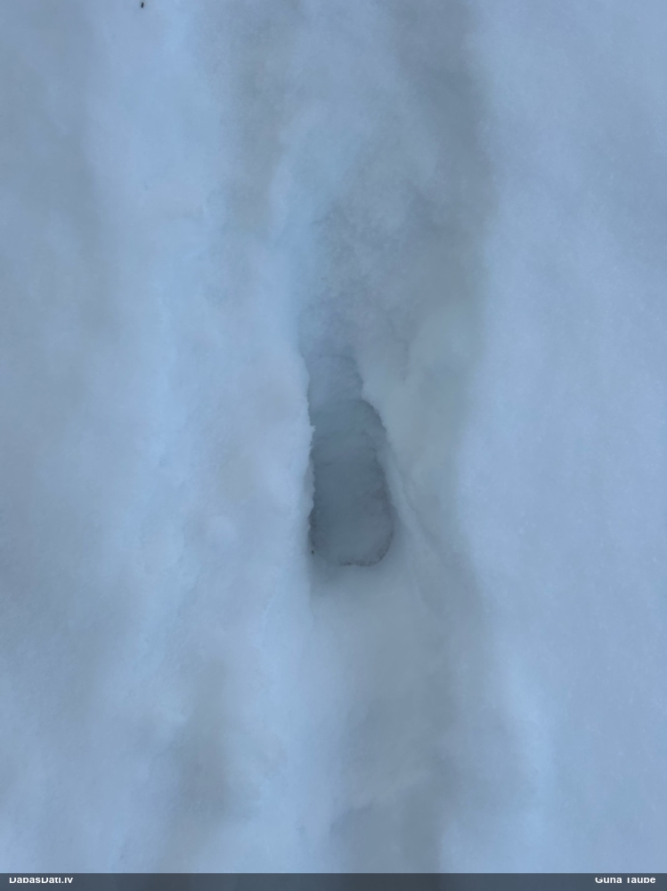 благородный олень