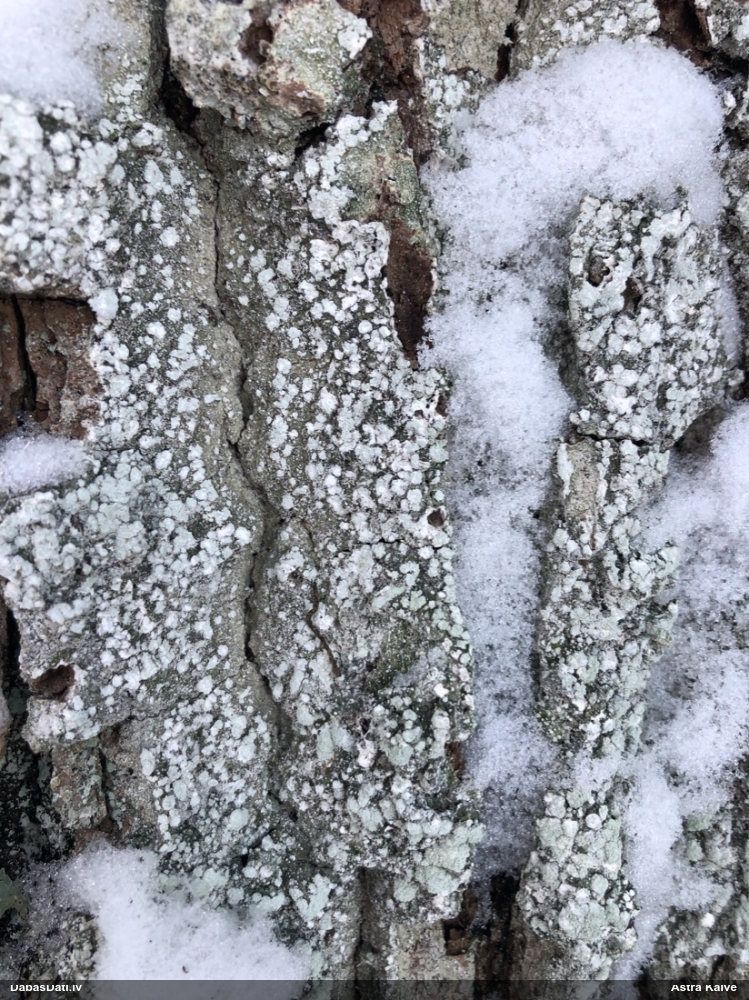 Pertuzārija (nenoteikta)