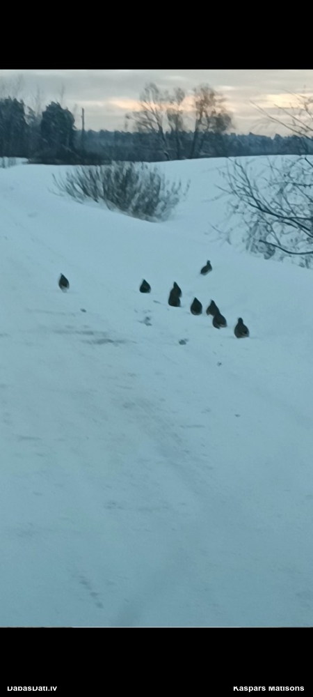 серая куропатка