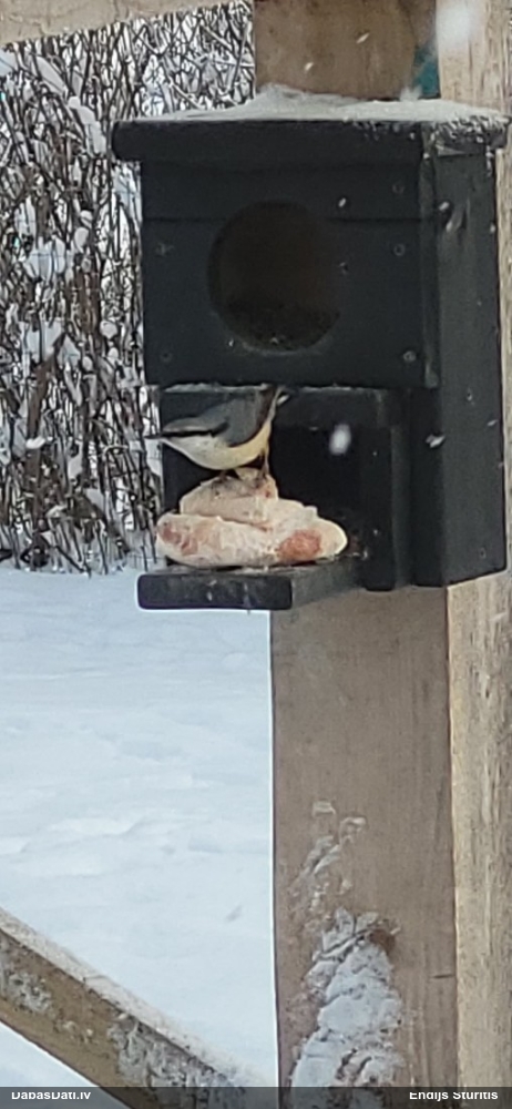 поползень