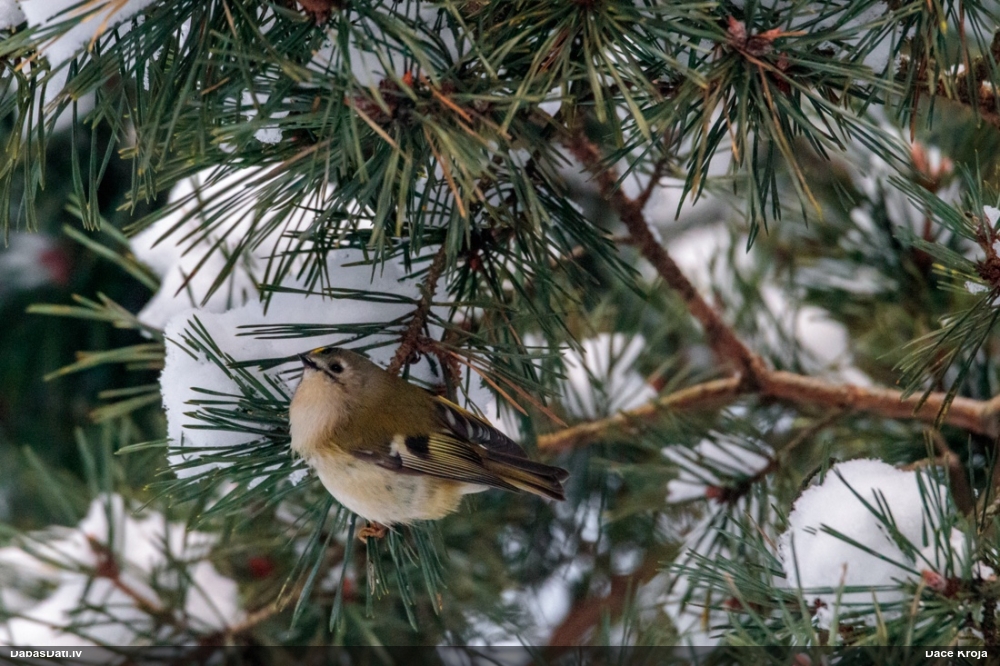 желтоголовый королек