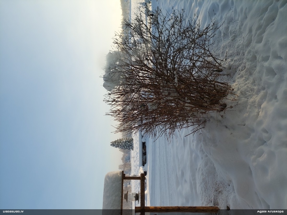 лазоревка
