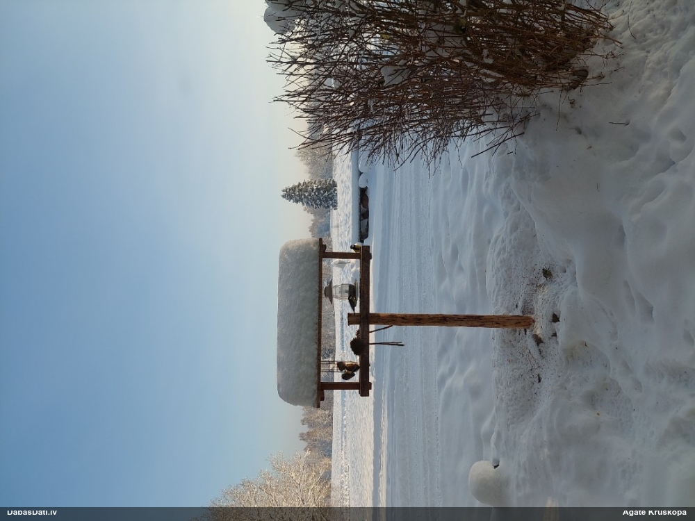 лазоревка