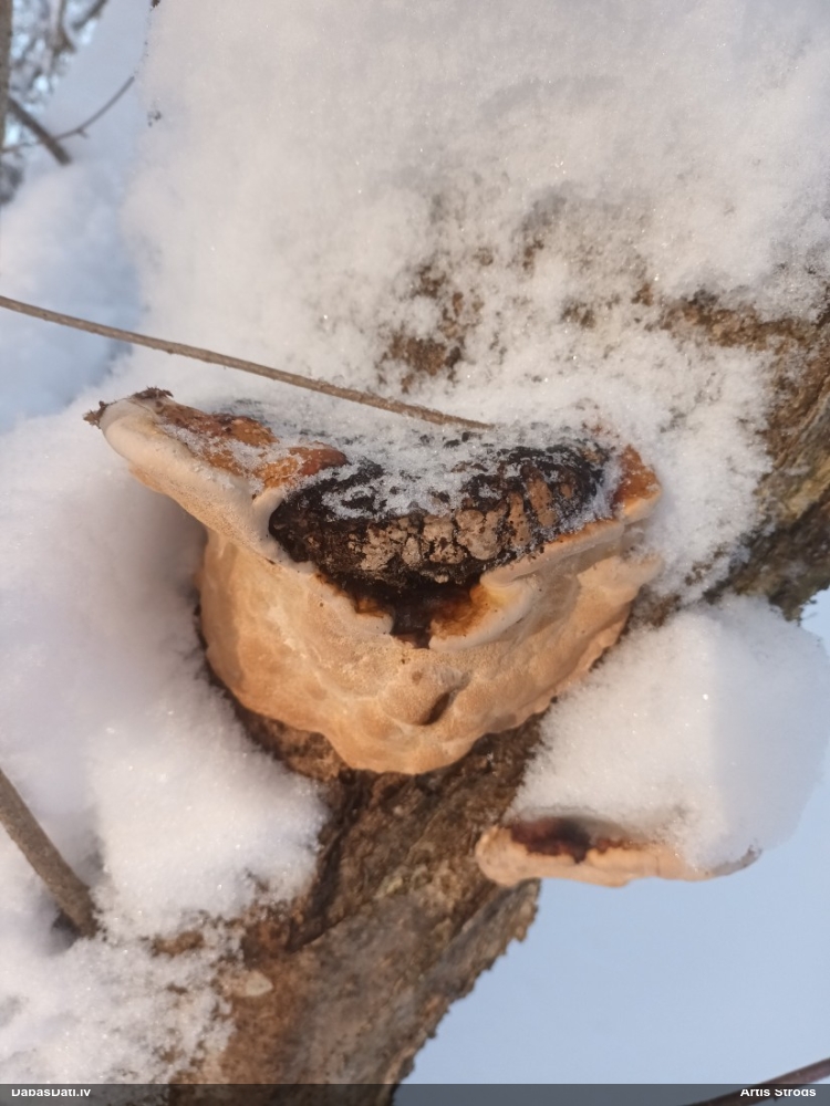 Piepe (nenoteikta)