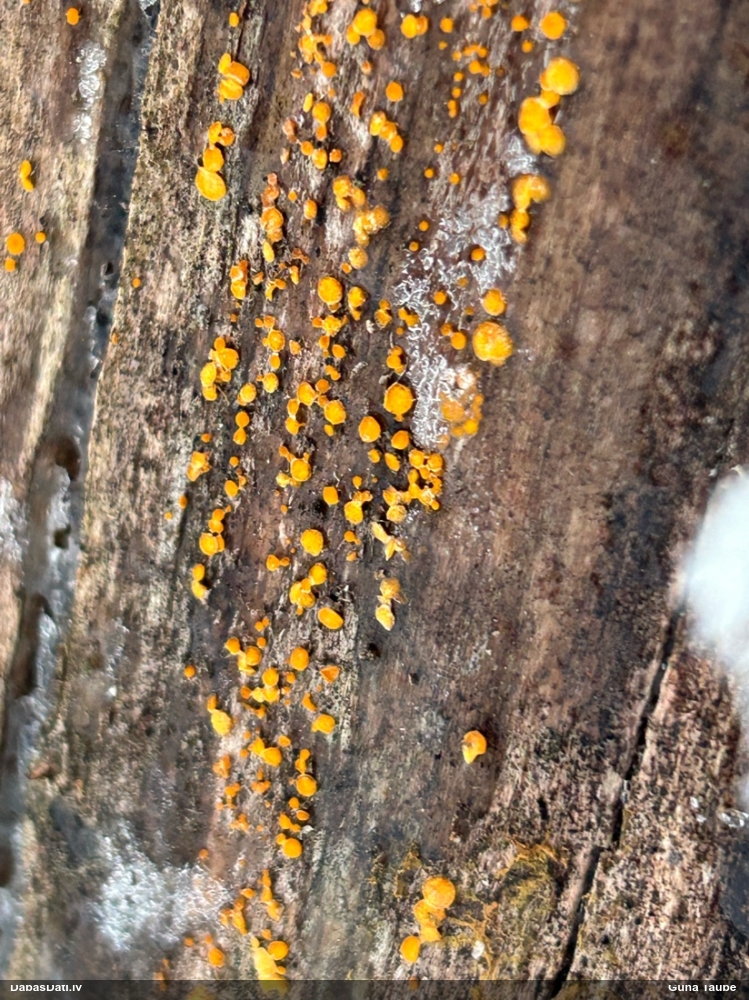 лимонно-желтая калицелла