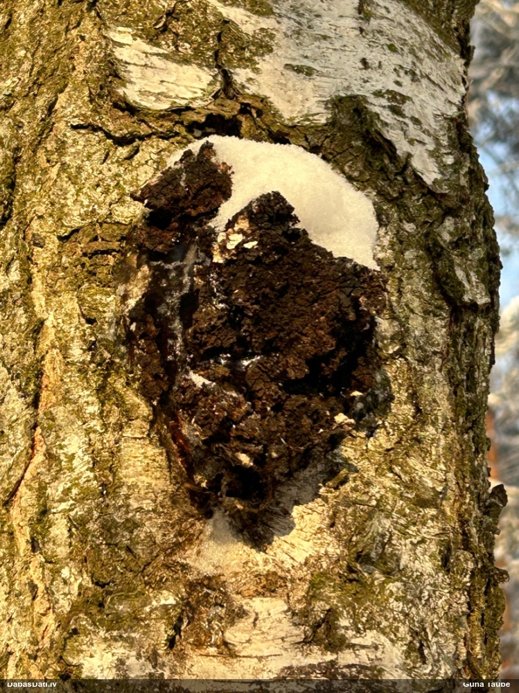 Melnā spulgpiepe, čaga