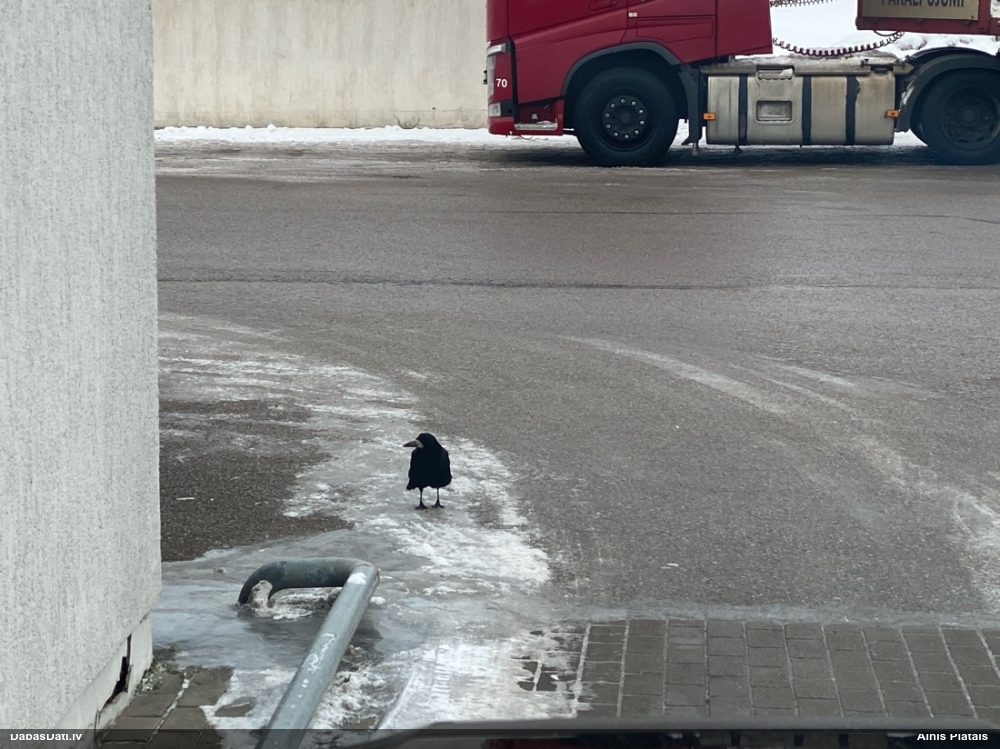 грач