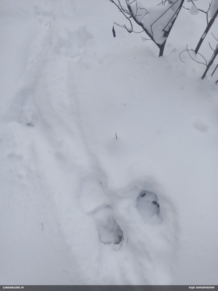 лось