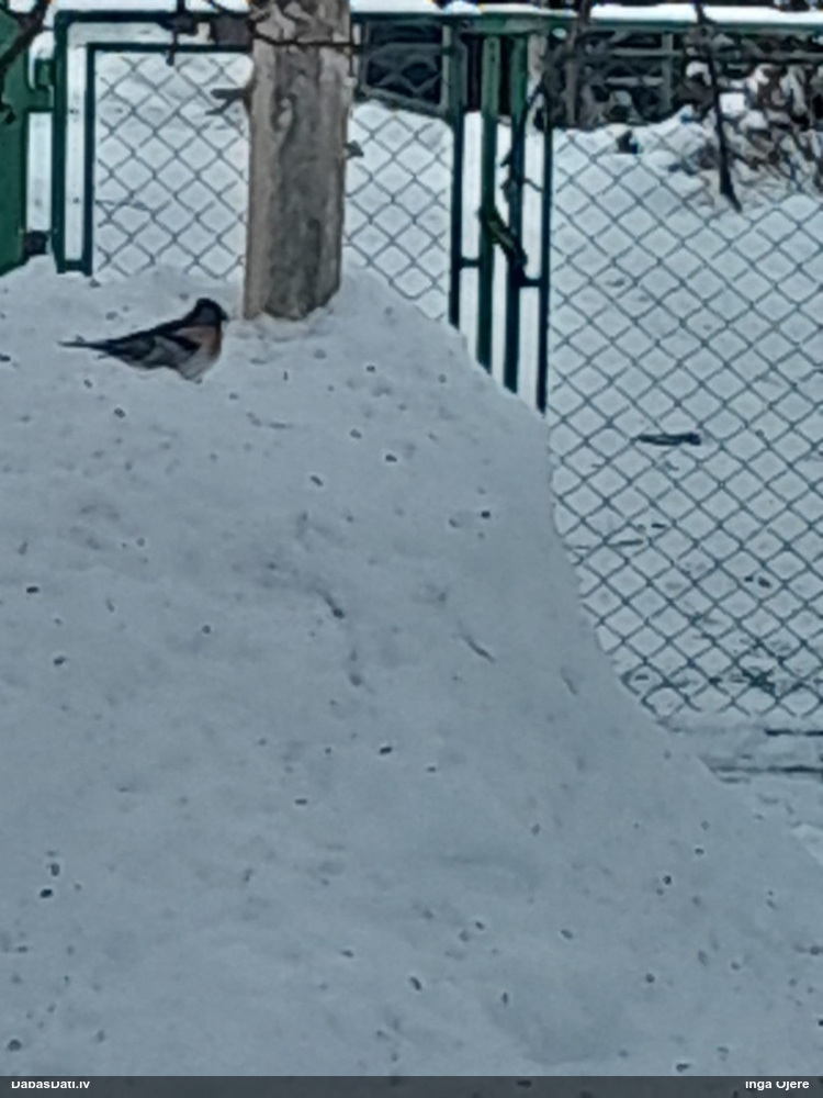 юрок