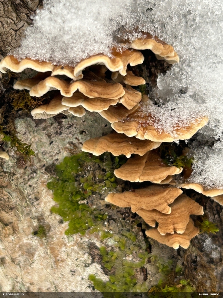 Cirtainā kroklapīte