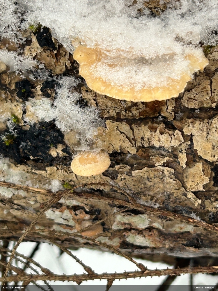 Lapiņsēne (nenoteikta)