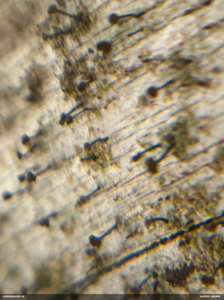 Ķērpis (nenoteikts)