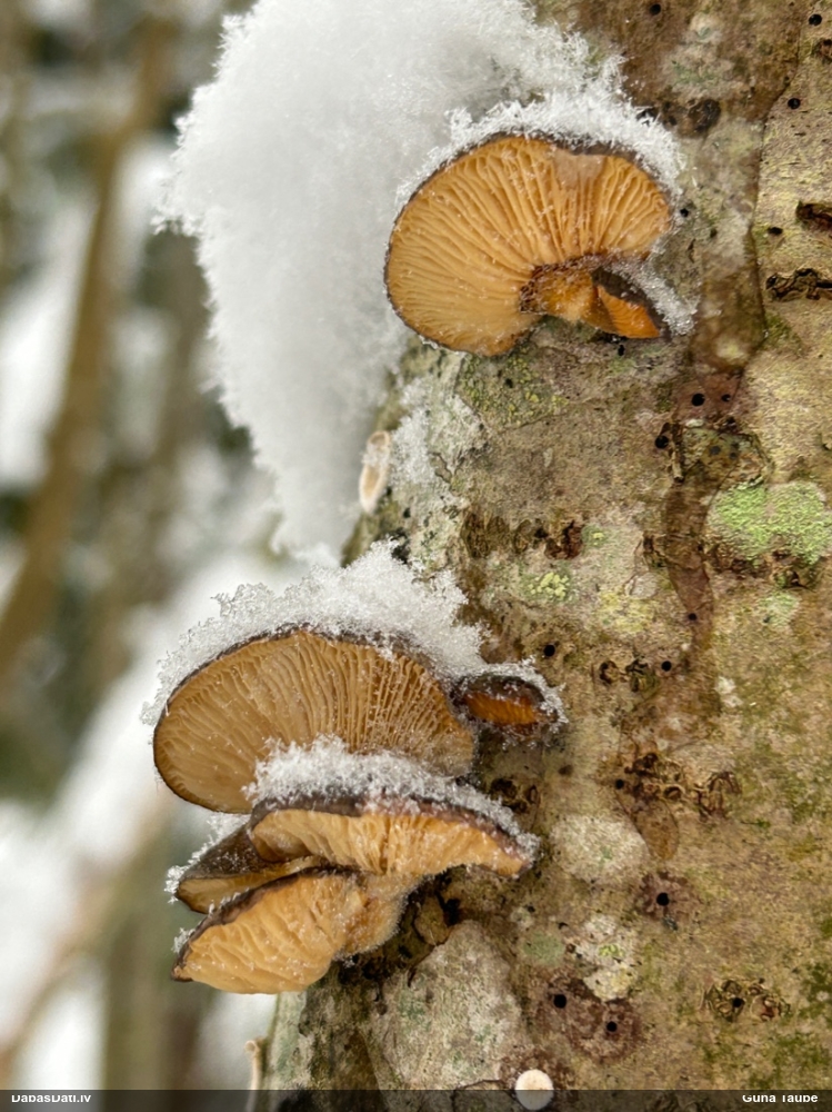 Vēlā pundurkamolene
