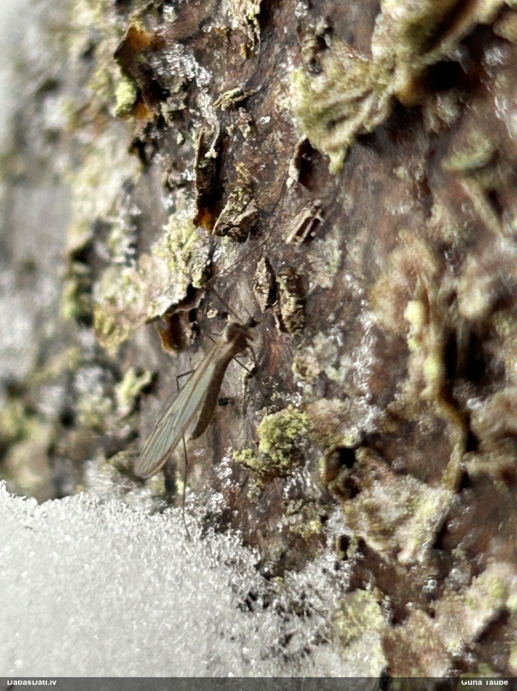 Ziemasods Trichocera sp.