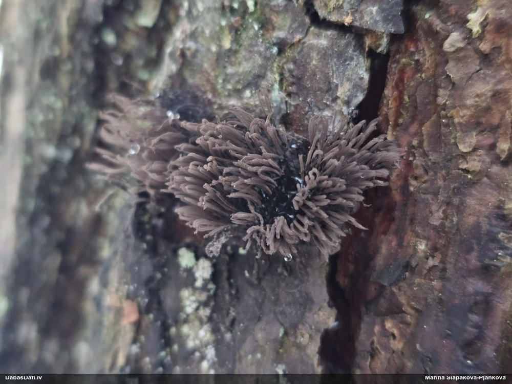 Tumsnējā šokolādes gļotsēne