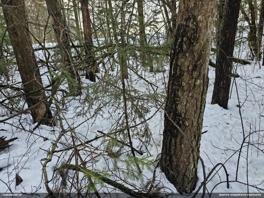 Tumsnējā šokolādes gļotsēne