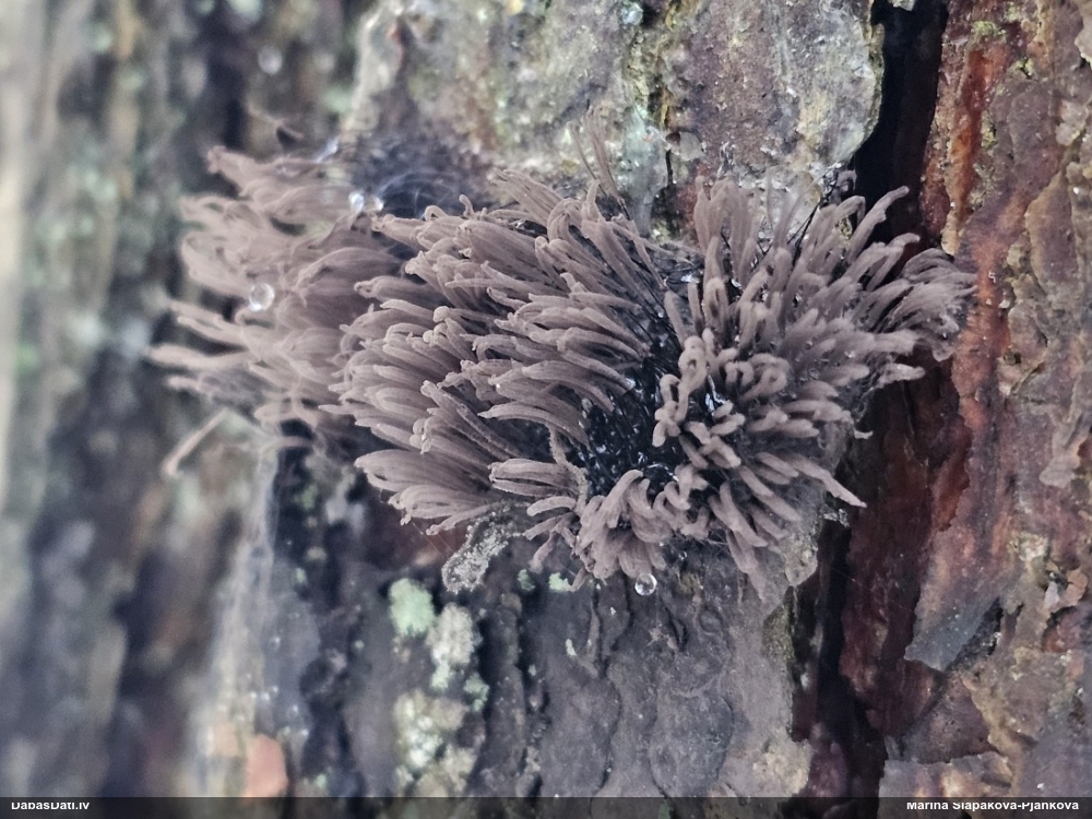 Tumsnējā šokolādes gļotsēne