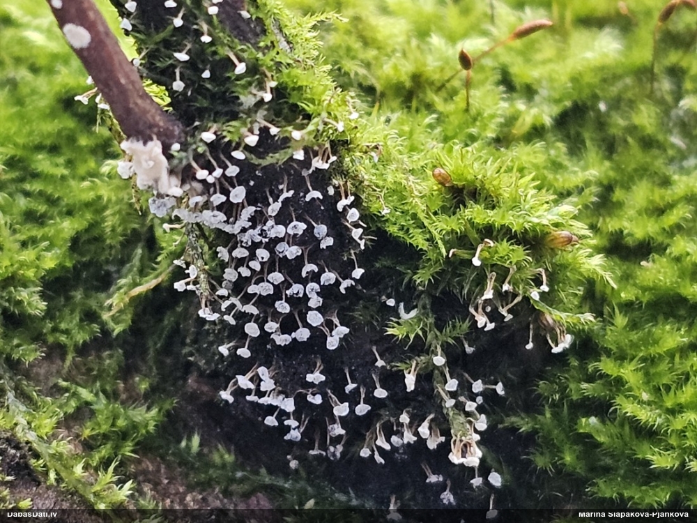 Krumpainā badhāmija