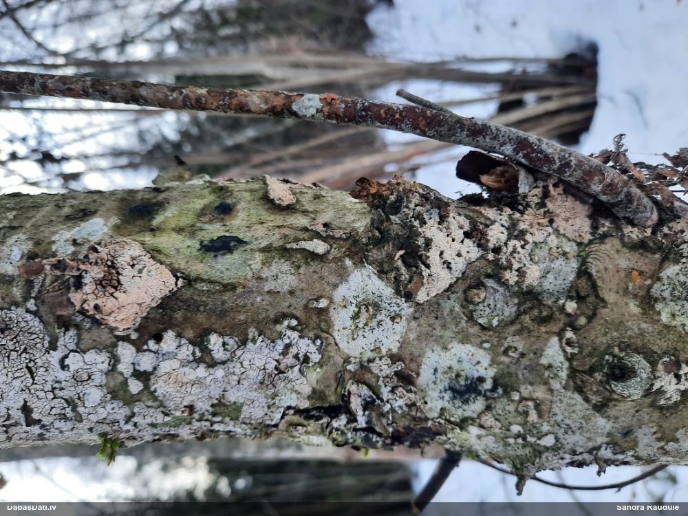 Klājeniska sēne (nenoteikta)