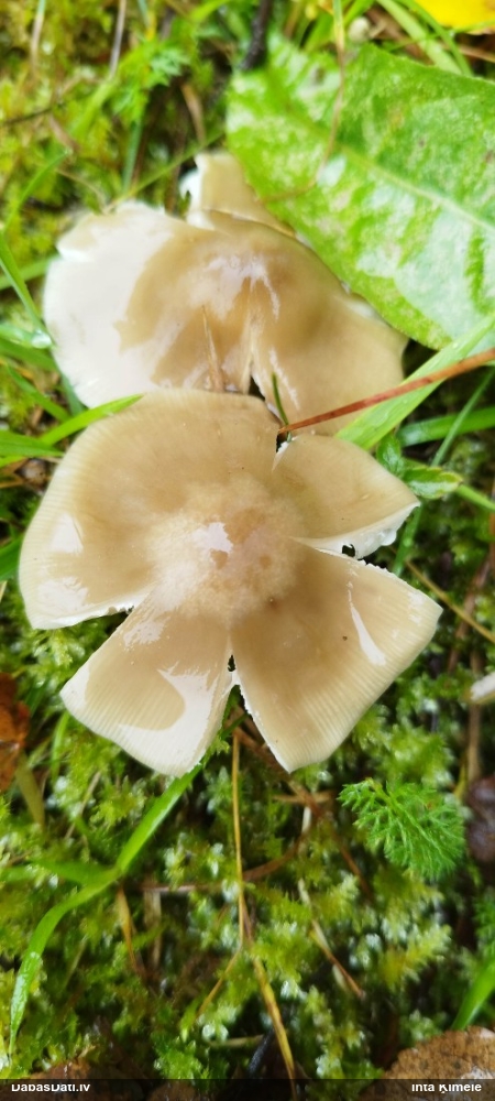 Sēne (nenoteikta)