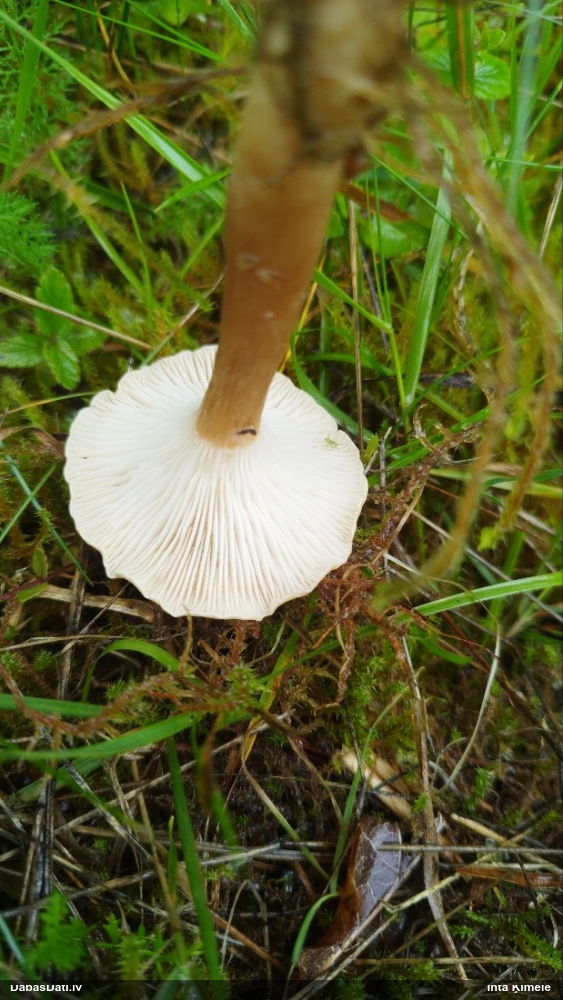 Sēne (nenoteikta)