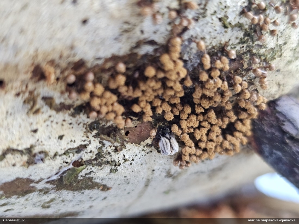 Pilienīte (nenoteikta)