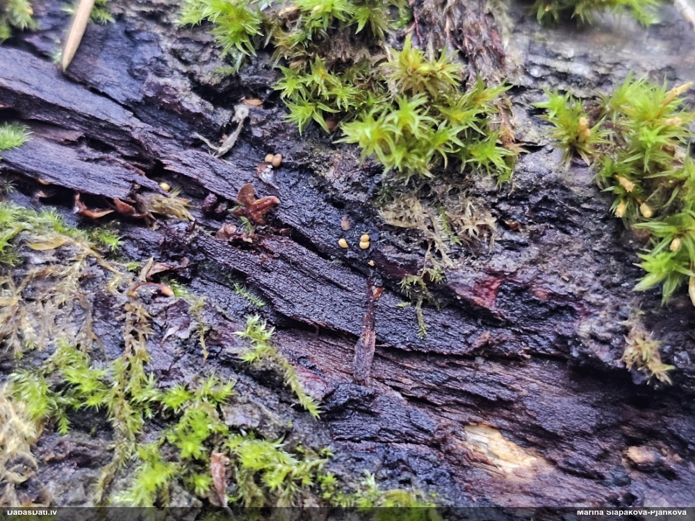Pilienīšu dzimtas gļotsēne (nenoteikta)