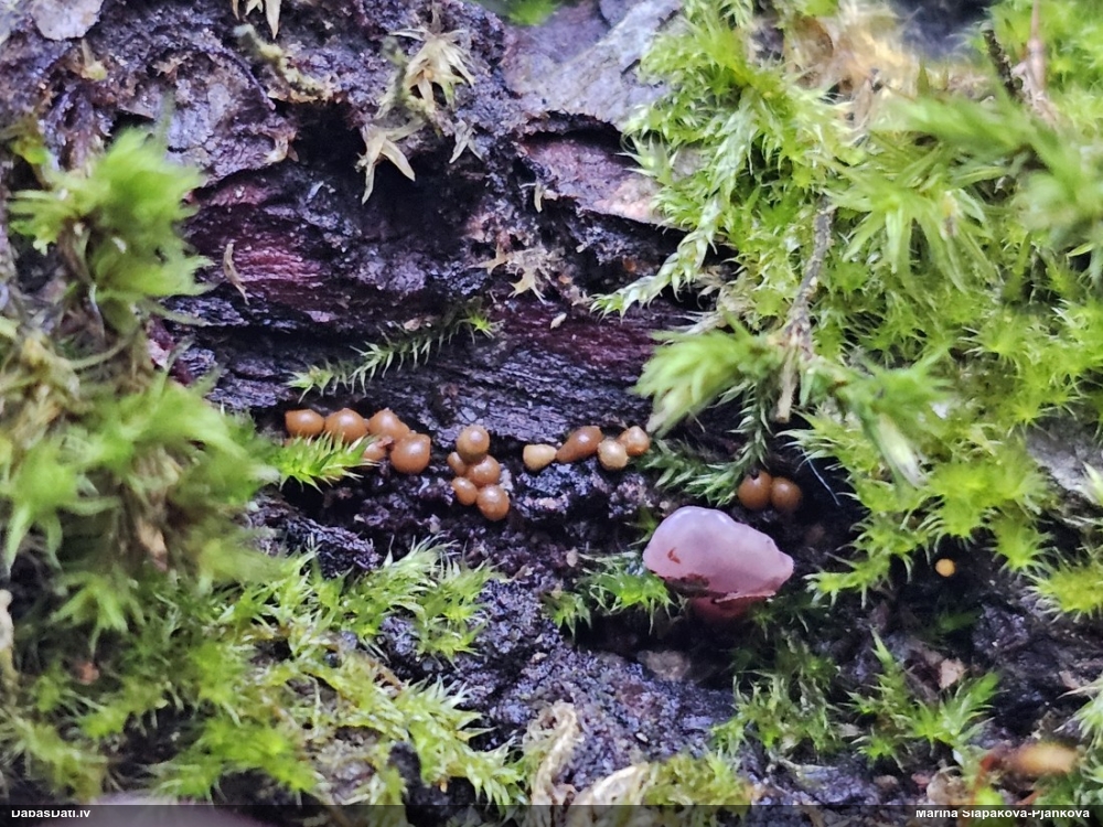 Pilienīšu dzimtas gļotsēne (nenoteikta)