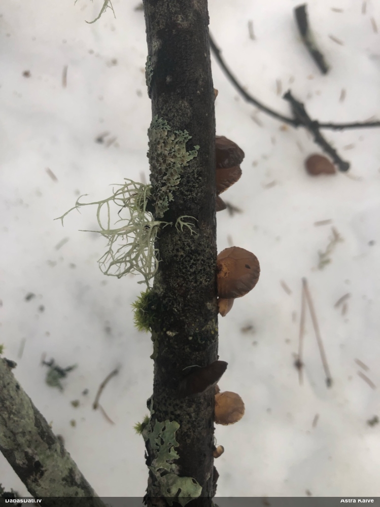 Saplacinātā eksīdija