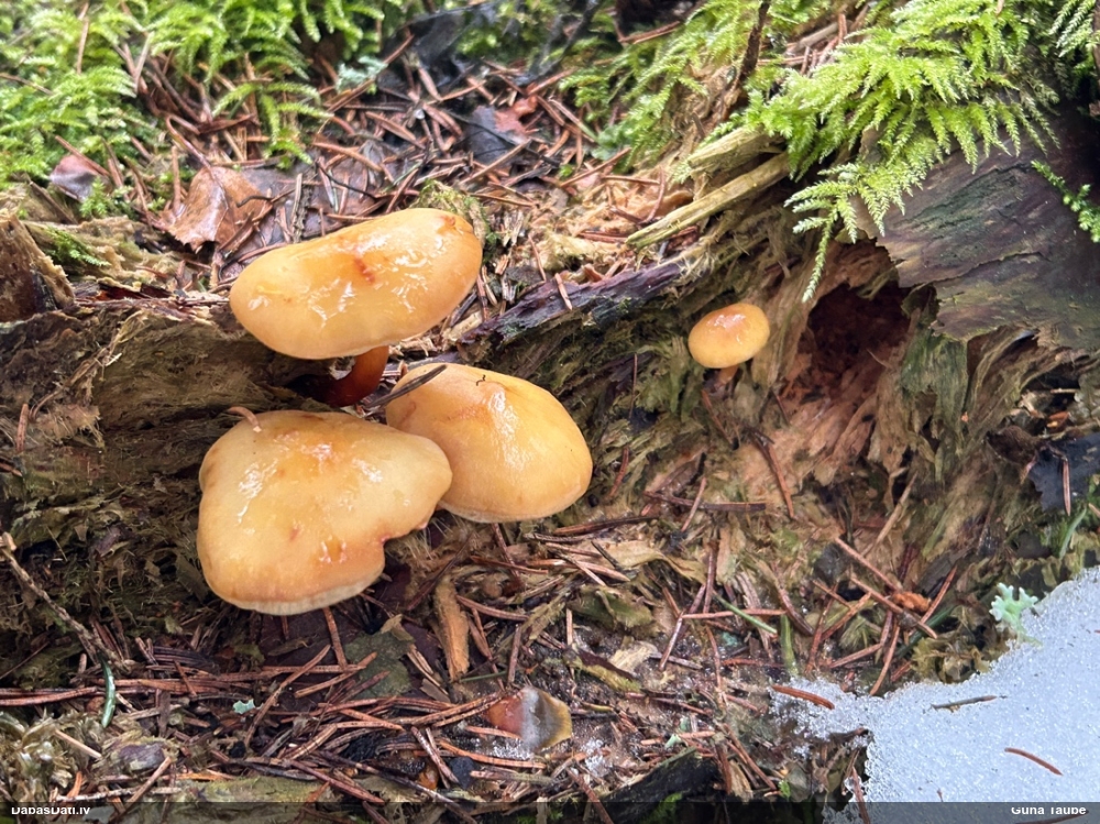 Samtainā ziemene (ziemas celmene)