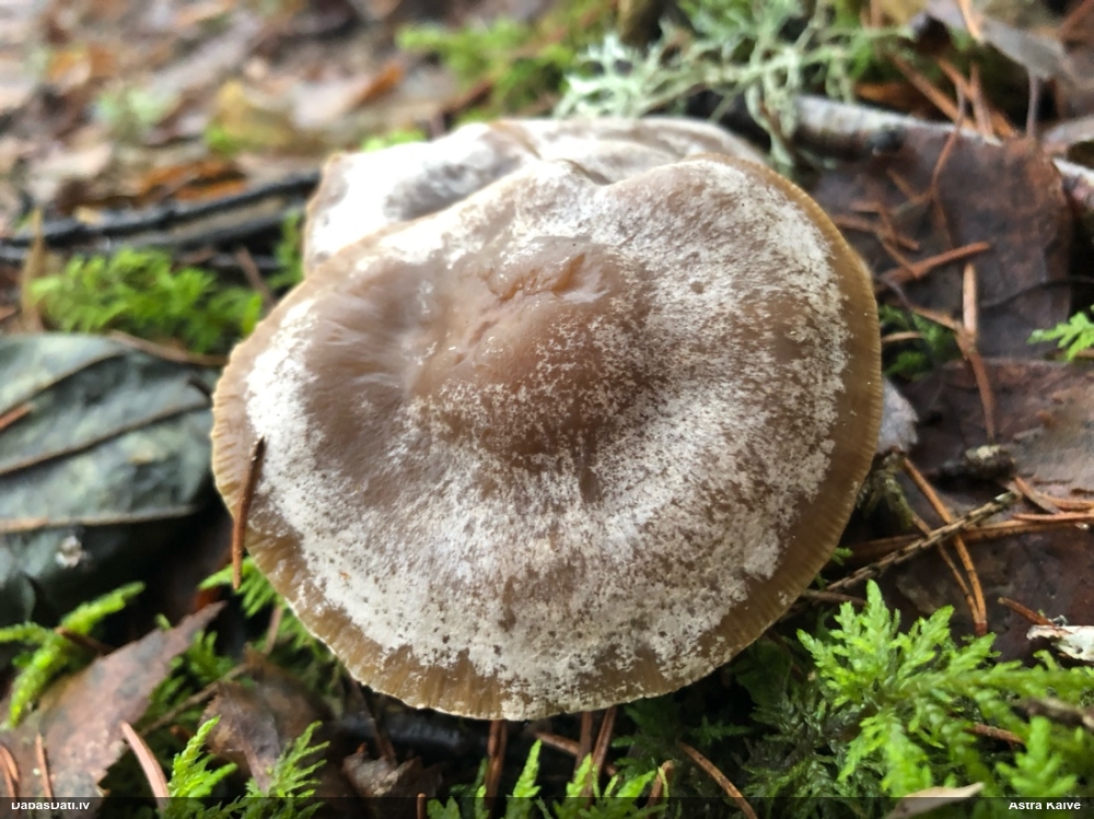 Vērdiņsēne (nenoteikta)