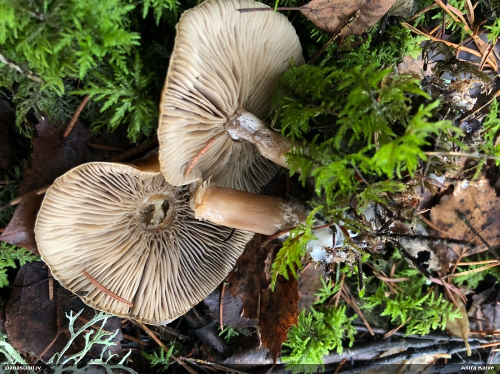 Vērdiņsēne (nenoteikta)