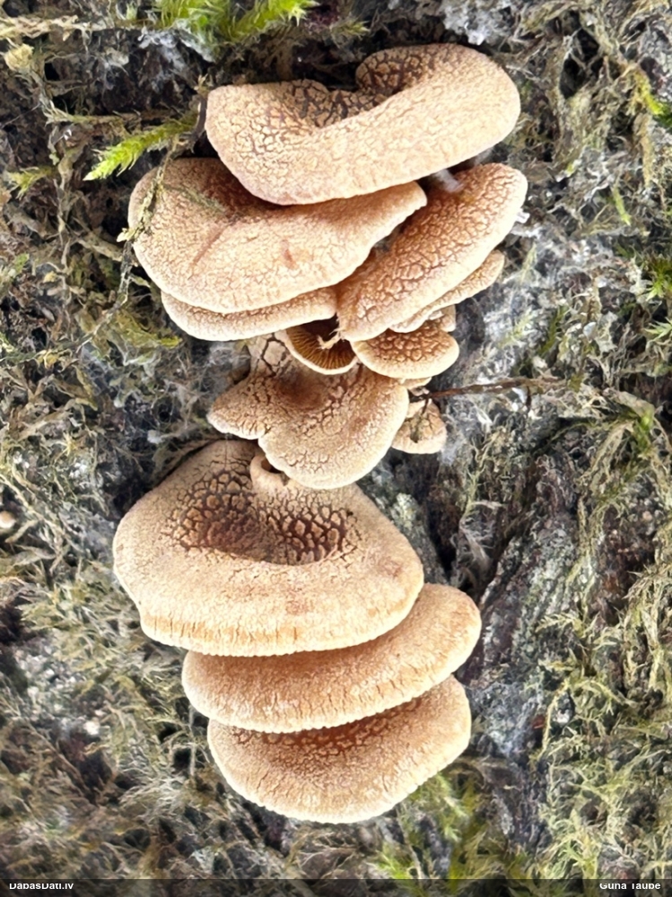 Sūrā pundurkamolene